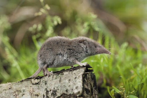 La musaraigne est un animal qui utilise du venin pour tuer ses proies. Vrai ou faux ? 