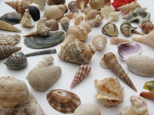 Comment nomme-t-on une personne qui ramasse des coquillages sur la plage pour les collectionner ? 