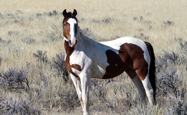 À quelle espèce animale le mustang est-il associé ? 