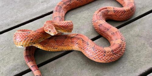 Comment s’appelle ce serpent à la peau orange à taches rouges ? 