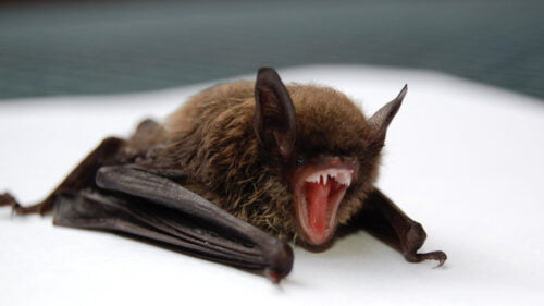 Les chauves-souris vampires se nourrissent exclusivement de sang. Vrai ou faux ? Chauve souris vampire