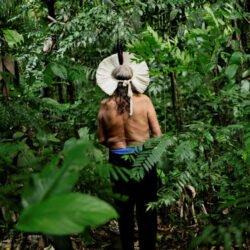 L’Amazonie centrale, Brésil 