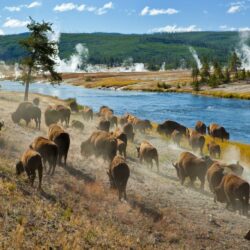 Parc national de Yellowstone, États-Unis 