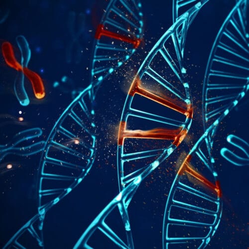 Quels sont les 2 chromosomes sexuels chez les individus de sexe masculin ? 