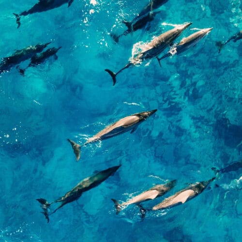 Quel détail anatomique est présent chez les dauphins ? 