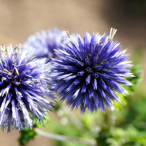 Quelle plante donne ces fleurs bleues ? 