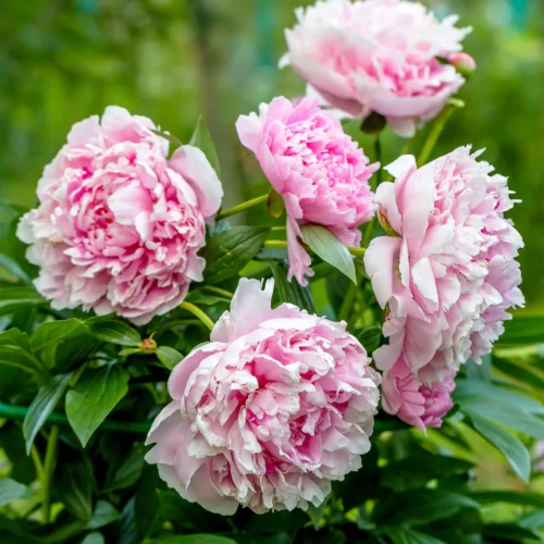 Quelle est la variété de ces fleurs en photo ? 