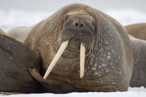Quel est le nom de cet animal marin ? 