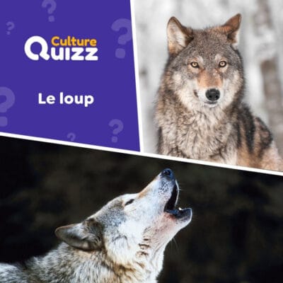Quiz sp&eacute;cial sur les Loups