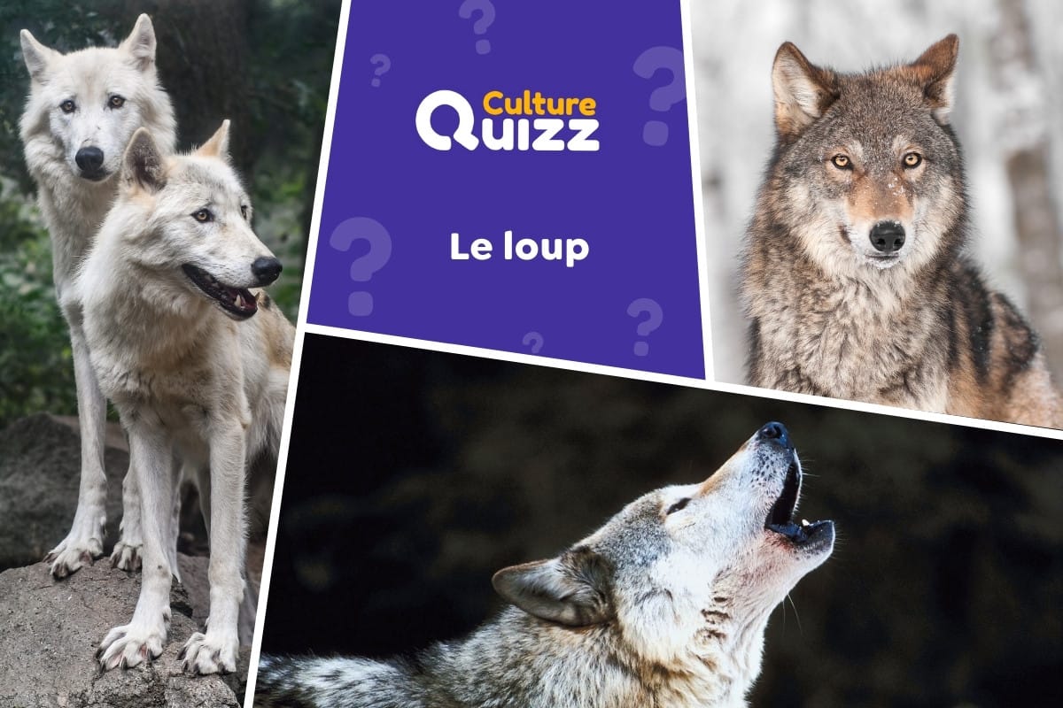 Quiz spécial sur les Loups - Quiz spécial sur les Loups