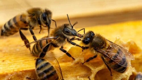 Comment s’appelle le processus qu’utilisent les abeilles pour transformer le nectar en miel, où elles se passent le miel de langues en langues ? 