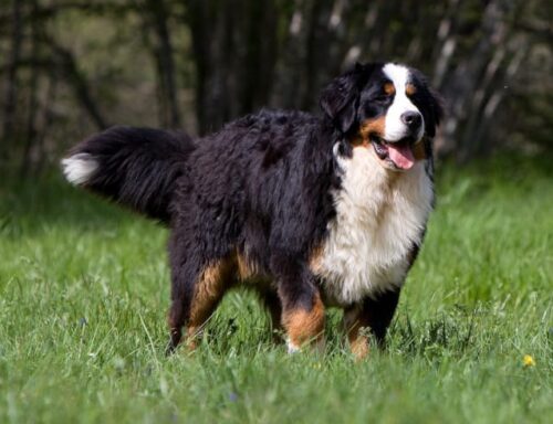 Quelle est la race du chien sur cette photo ? 