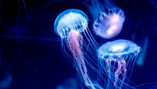Lequel de ces animaux marins est connu pour être un grand prédateur de méduses ? 
