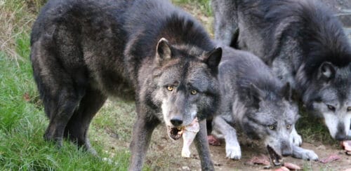 Sous quel nom est aussi connu la sous-espèce de Loup gris qu'on nomme Loup du Canada ? 
