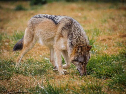 Les loups sont des animaux réputés pour vivre généralement en solitaire. Vrai ou faux ? 