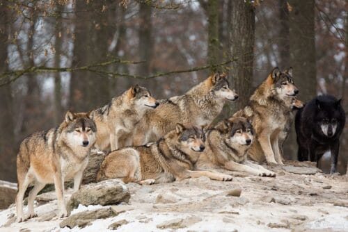 Dans une meute de loups, comment appelle-t-on le loup dominant ? 