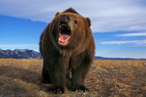 D’où est originaire l’ours kodiak qui doit son nom à un archipel ? 
