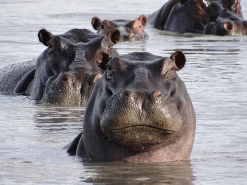 Quelle est la bonne orthographe de cet animal ? 