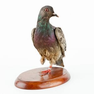 Quel pigeon de l’armée américaine est connu comme un héros en ayant transmis un message permettant de sauver 194 hommes dans le sauvetage du Lost Battalion en octobre 1918 ? 