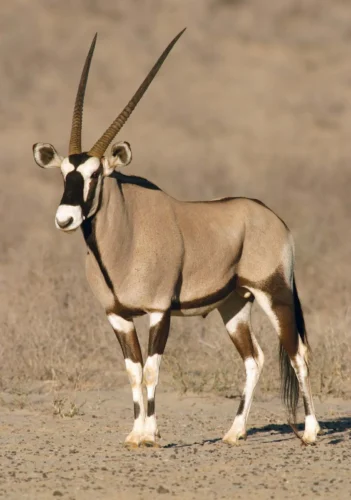 Quel est le nom de cet animal africain ? 
