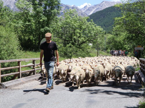 Quel mot est un synonyme de transhumance ? 