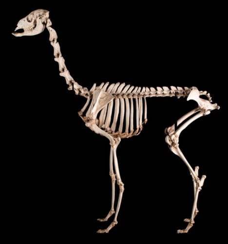 À quel animal cette photo de squelette fait-elle référence ? 