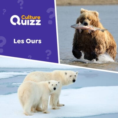 Quiz : tout savoir sur les ours. Quiz de connaissances animales