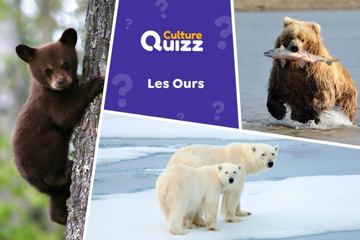 Quiz spécial sur les Ours - Quiz : tout savoir sur les ours. Quiz de connaissances animales