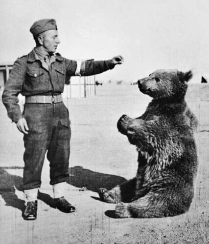 Lors de quel conflit l’ours Wojtek a-t-il participé en transportant des munitions ? 