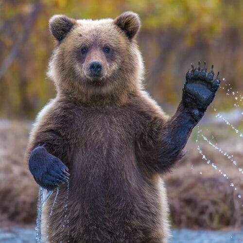 L’ours brun est un animal de type omnivore. Vrai ou faux ? 