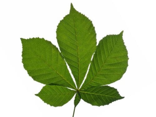 À quelle variété d'arbres cette feuille est-elle associée ? 