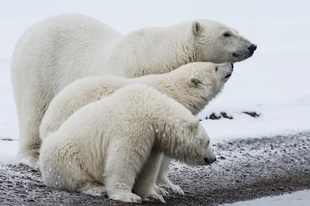 Sous son épaisse fourrure blanche, de quelle couleur est la peau de l’ours polaire ? 