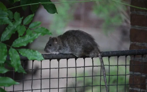 Le surmulot est un rongeur qu'on nomme plus vulgairement rat d'égout. Vrai ou faux ? 