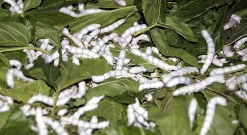 De quel insecte est issu le ver à soie qui fabrique la soie naturelle ? 