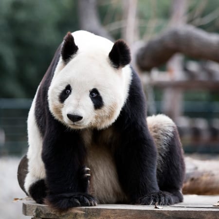 Le panda géant est de la même famille que les ours. Vrai ou faux ? 