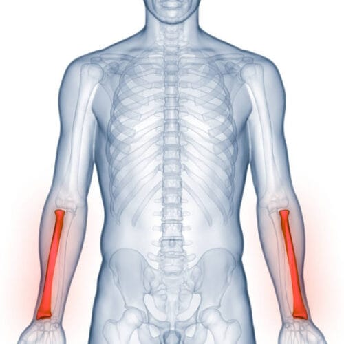Quel est le nom de l'os du corps humain représenté en rouge sur cette illustration ? Anatomie 3D