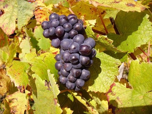 Comment s’appelle un champagne élaboré uniquement avec des cépages noirs (pinot noir et/ou meunier) ? 