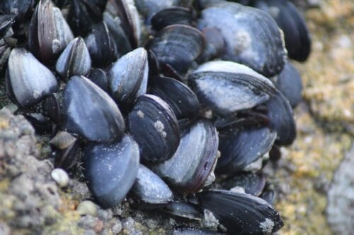 Toutes les moules sont des femelles. Vrai ou faux ? 