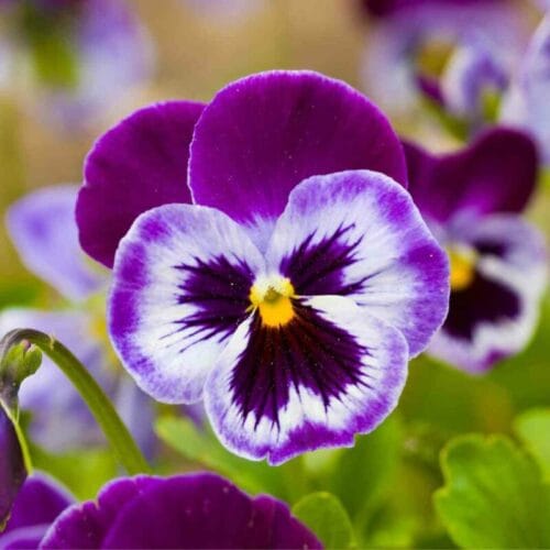 Quel est le nom de la fleur sur cette photo ? 