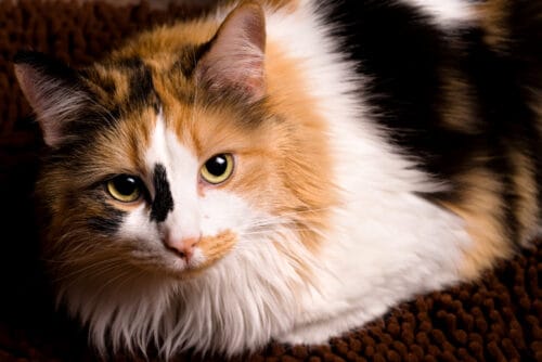 Les chats qui possèdent un pelage à 3 couleurs sont des mâles à 99%. Vrai ou faux ? 