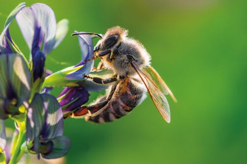 Une abeille butine environ 100 fleurs par jour. Vrai ou faux ? 