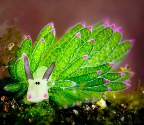 Sous quel nom est plus connu le Costasiella kuroshimae qui vit dans la mer ? 
