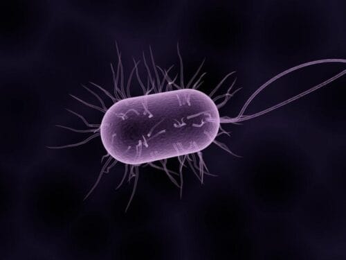 Quel élément est représenté par cette illustration d'une vue au microscope ? 