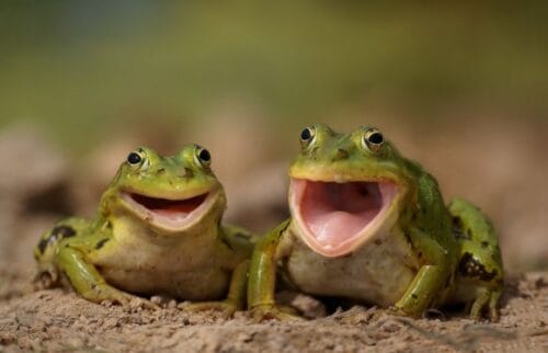 Les grenouilles ne boivent généralement pas d’eau. Vrai ou faux ? 
