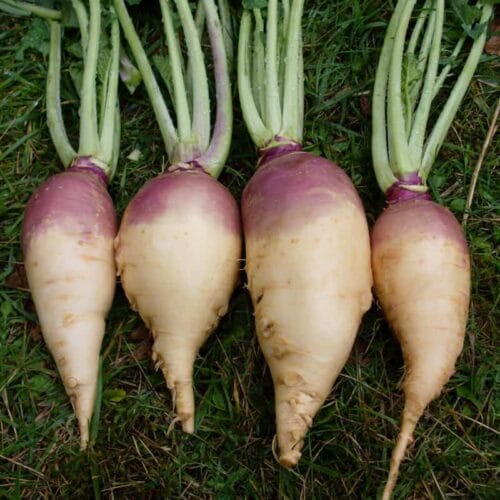 Quel est le nom de ce légume appartenant à la famille des brassicacées ? 