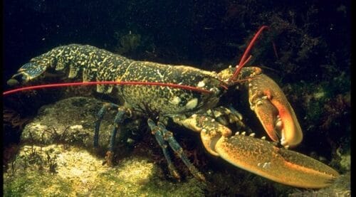 Le homard possède 2 rangées de dents dans sa bouche. Vrai ou faux ? 