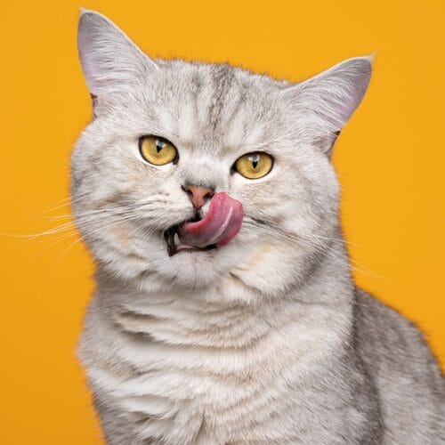Quelle proposition ne désigne pas une race de chat ? 