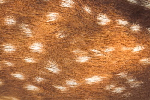 Quel est l'animal associé à ce pelage en photo ? 