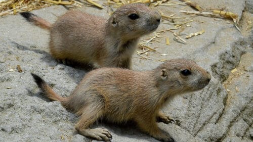 Quel est le nom de ces bébés animaux originaires d’Amérique du Nord ? 