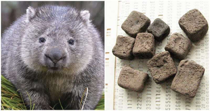 5 Animaux insolites aux particularités étonnantes